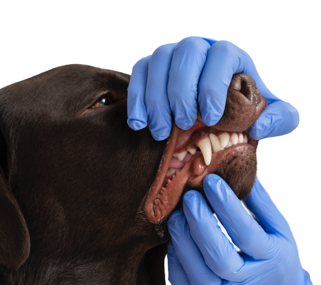 Pet Dental Care non-anesthesic